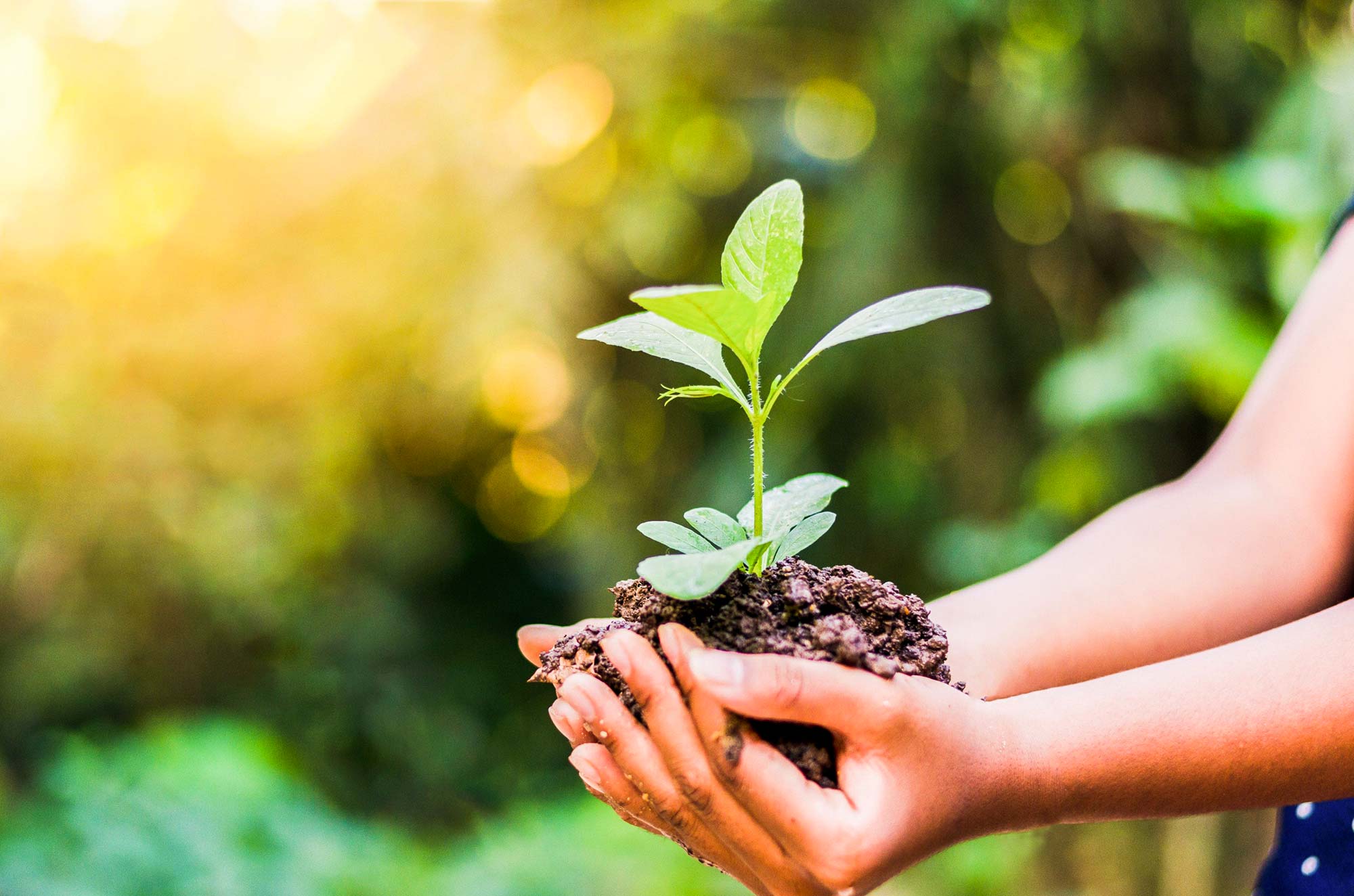 Lets Plant